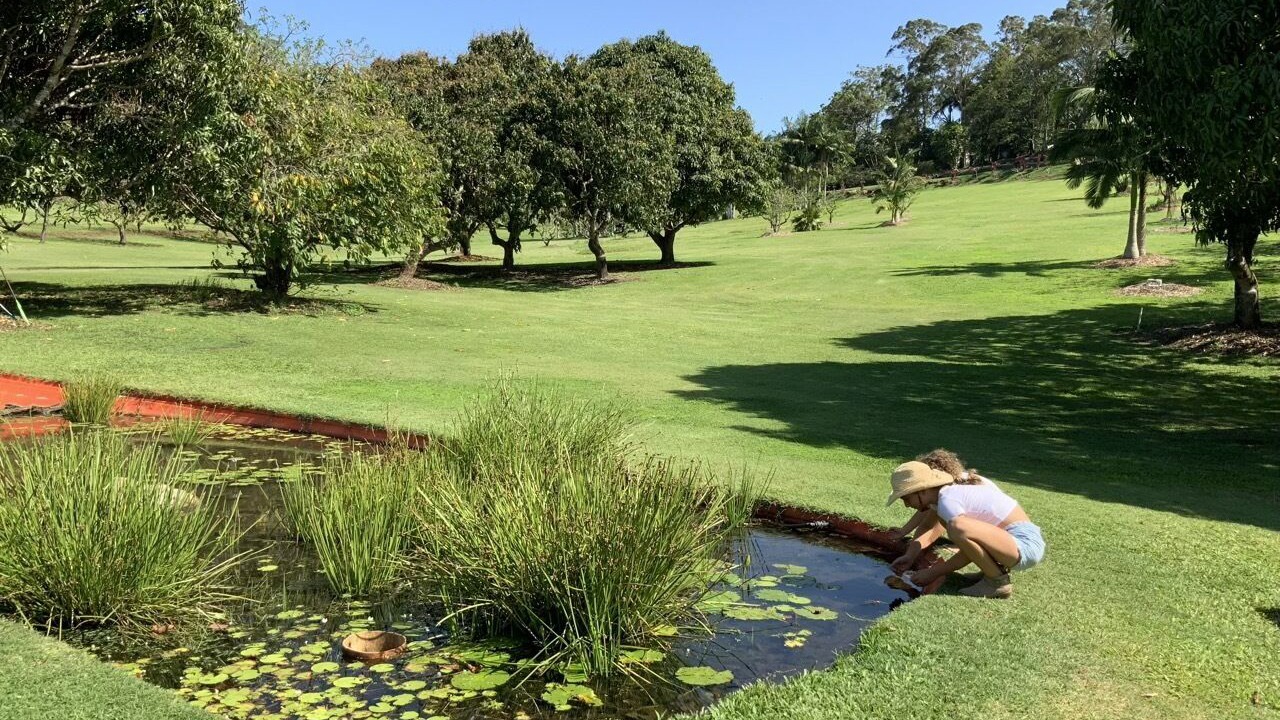 Photo of Others in Diddillibah