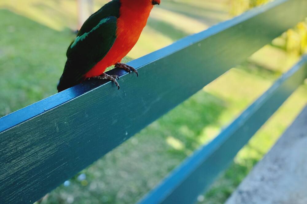 Photo of Outdoor in Mallanganee