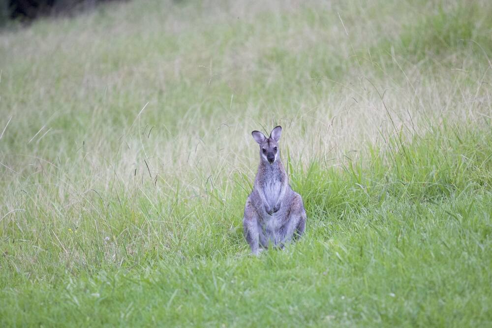 Photo of Outdoor in Central Tilba