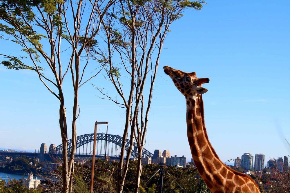 Photo of Others in Sydney Olympic Park