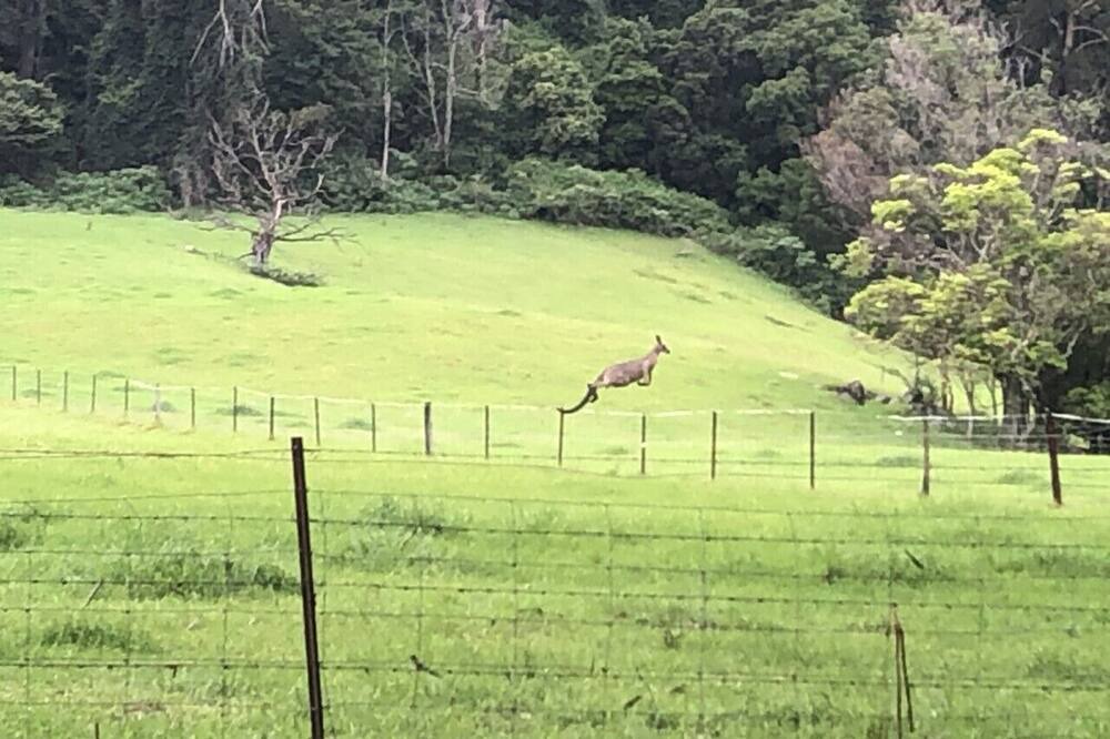 Photo of Outdoor in Budderoo