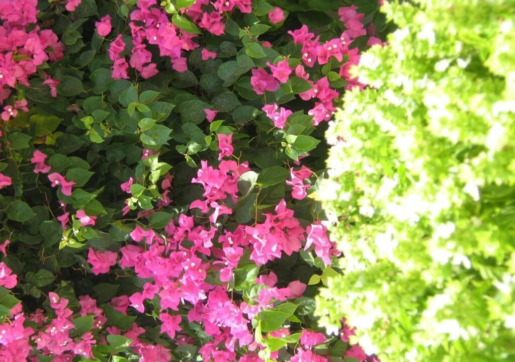 Photo of Outdoor in Ano Mera