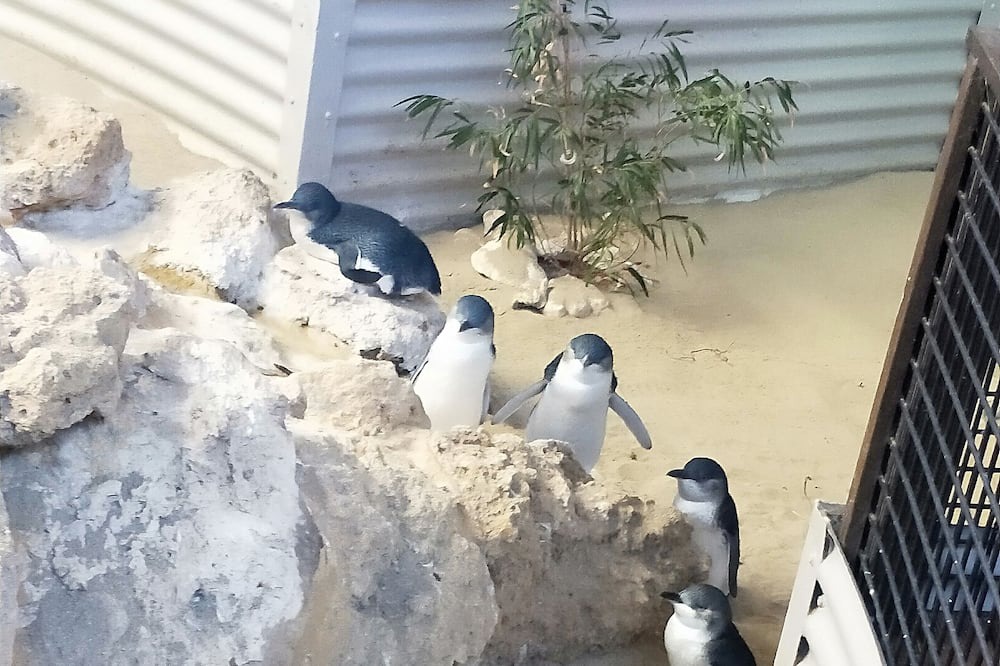 Photo of Others in Safety Bay
