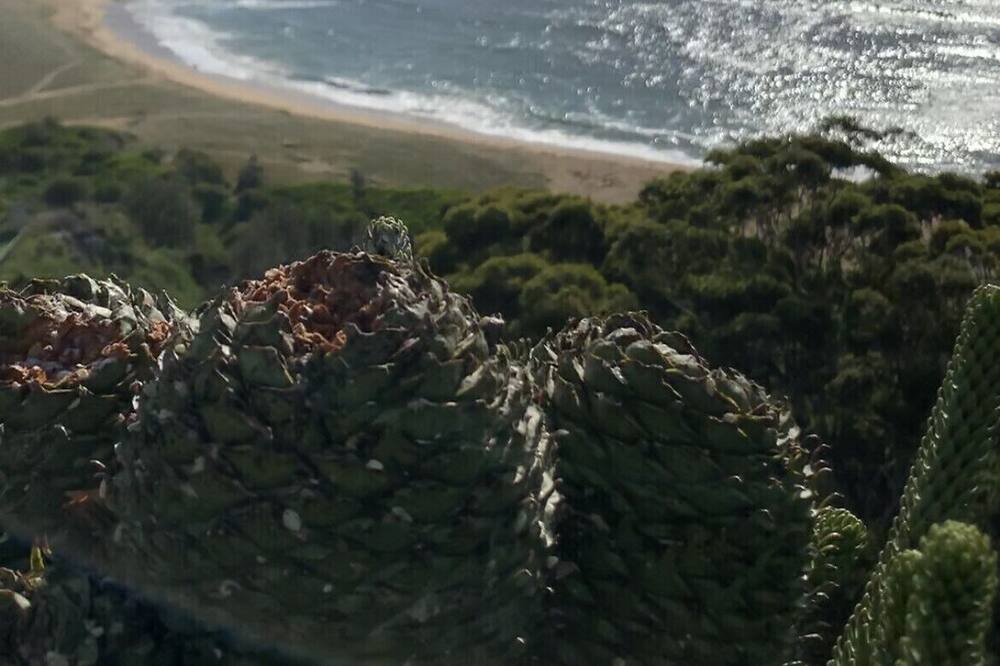 Photo of Others in Bateau Bay