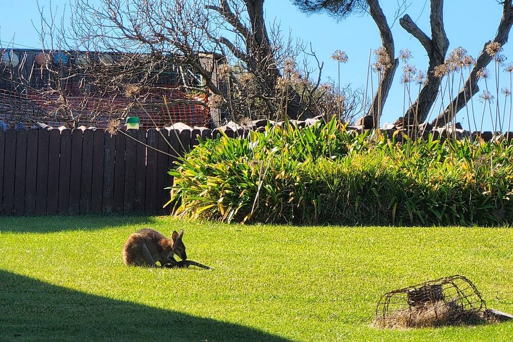 Photo of Others in Potato Point