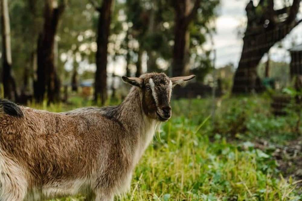 Photo of Outdoor in Mooroopna