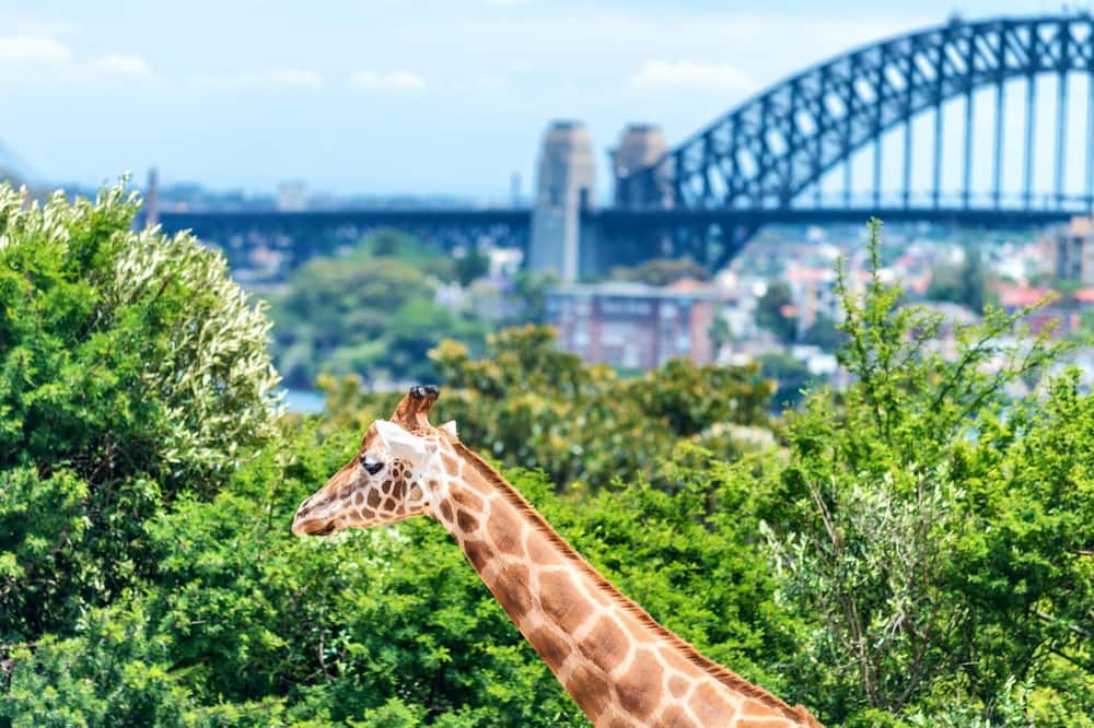 Photo of Outdoor in Cremorne