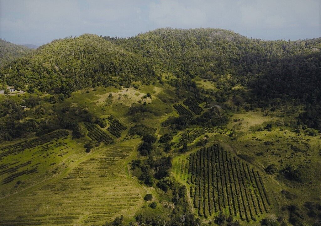 Photo of Outdoor in Palm Grove