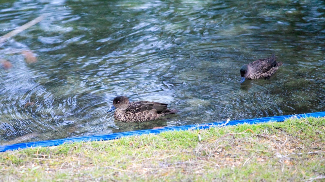 Photo of Others in Conjola Park