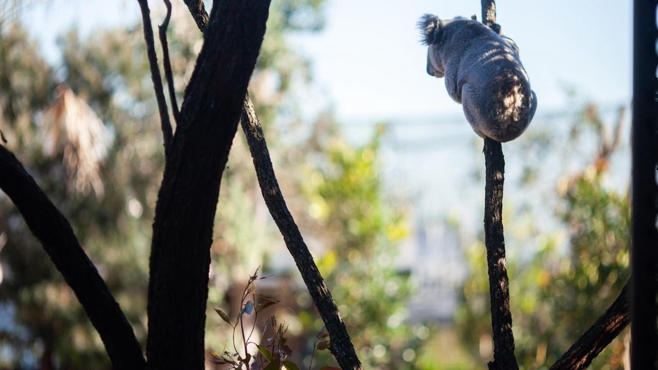 Photo of Outdoor in Mosman