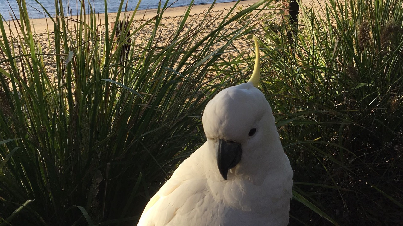 Photo of Outdoor in Avalon Beach