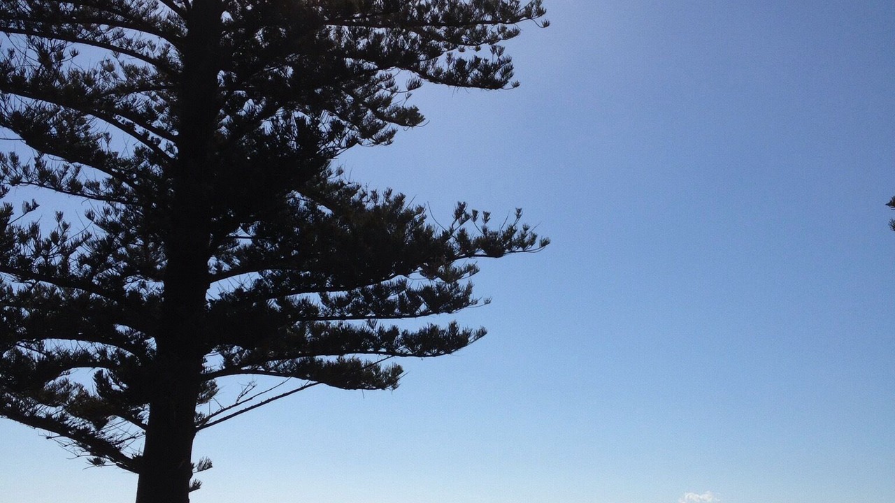 Photo of Others in Avalon Beach
