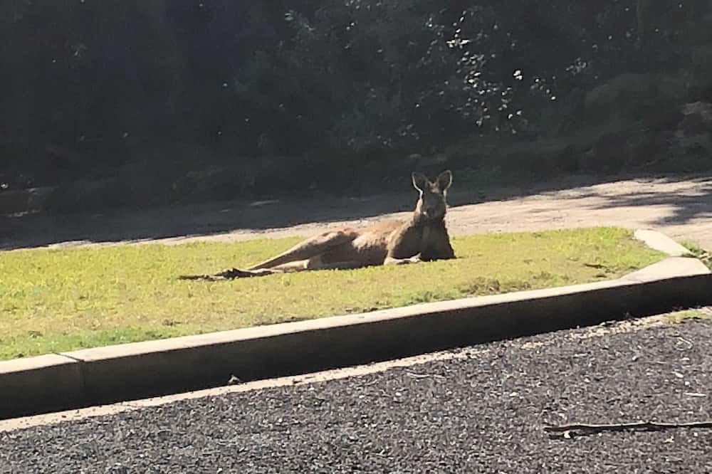 Photo of Outdoor in South Maroota