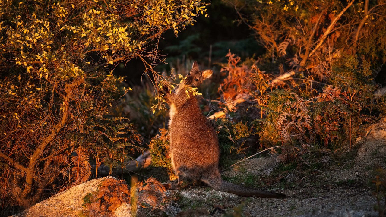 Photo of Outdoor in Coles Bay