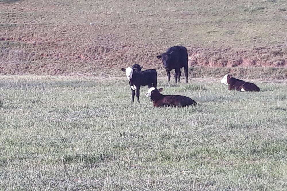 Photo of Others in Caloola