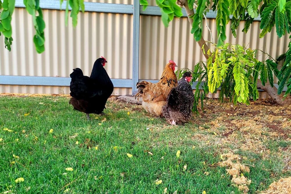 Photo of Others in South Carnarvon