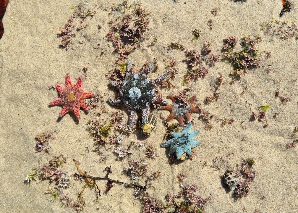 Photo of Others in Harrington