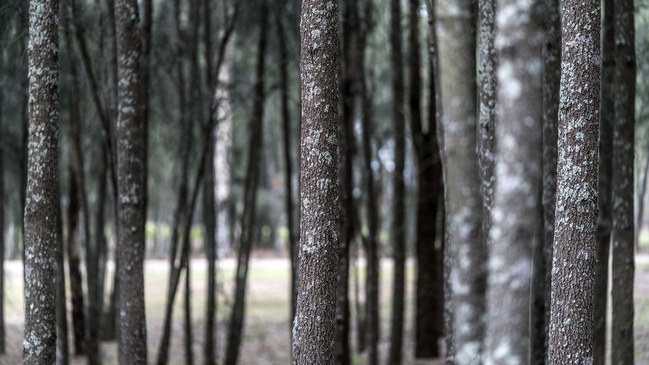 Photo of Outdoor in Pokolbin
