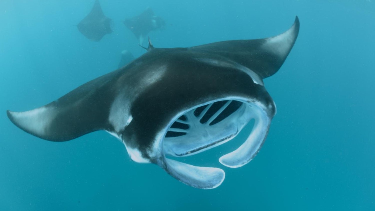 Photo of Others in Dharavandhoo