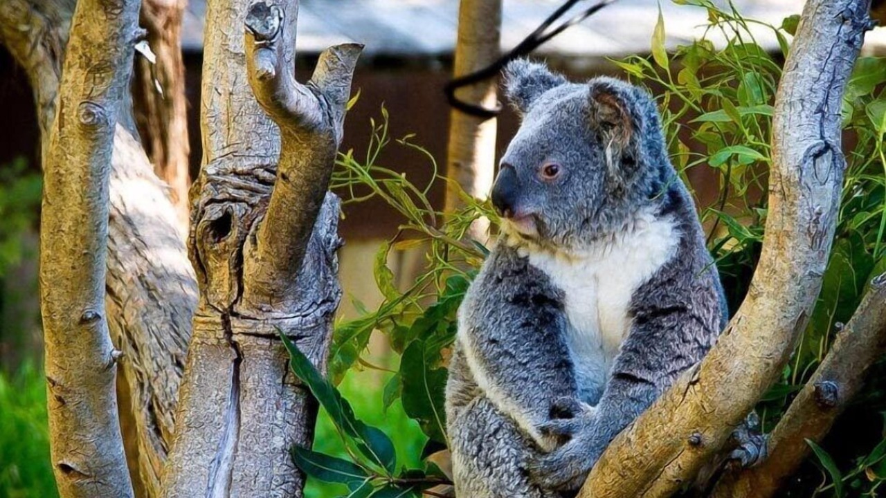Photo of Others in Yanchep