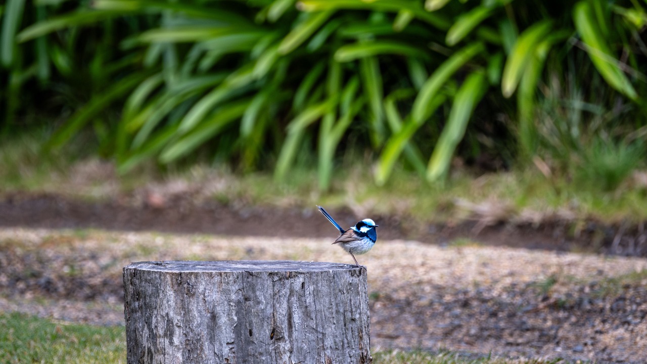 Photo of Outdoor in Coles Bay