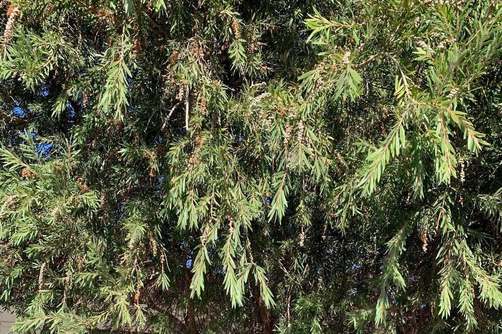 Photo of Outdoor in Strathmerton