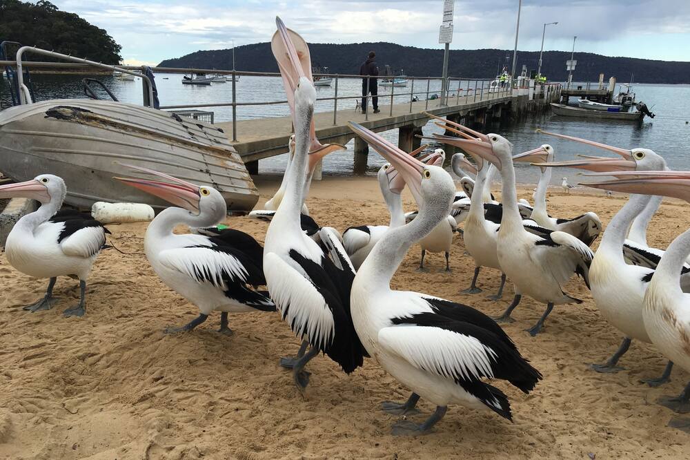 Photo of Others in Patonga