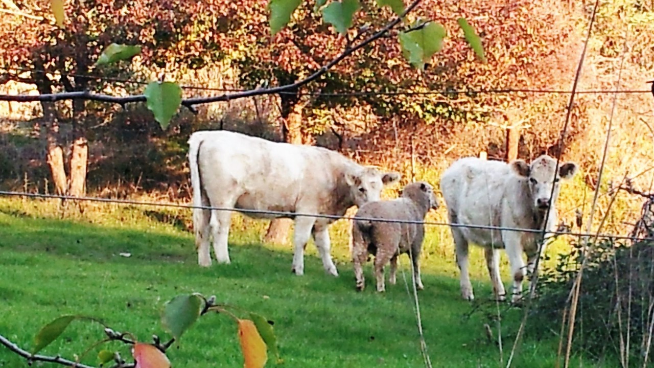Photo of Outdoor in Balingup