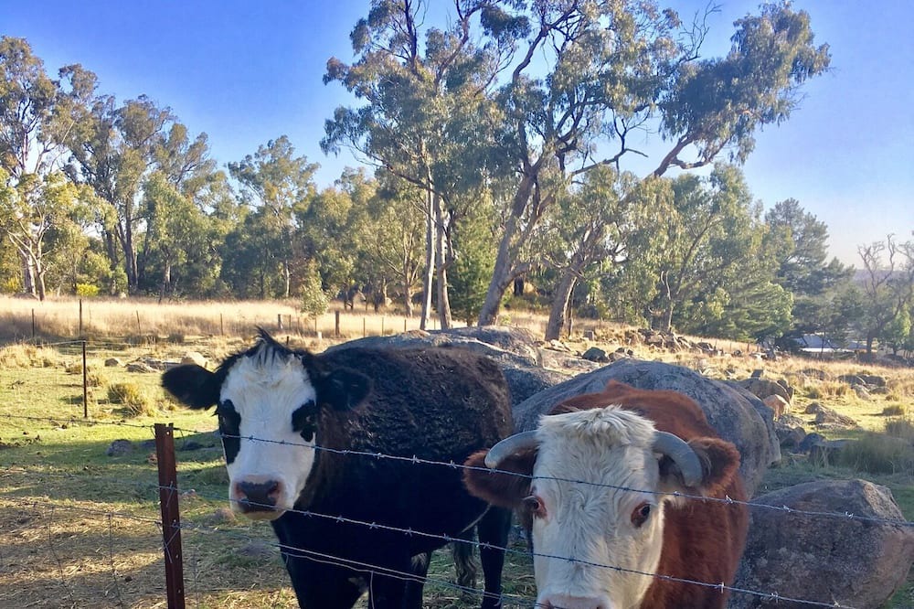 Photo of Others in Stanthorpe
