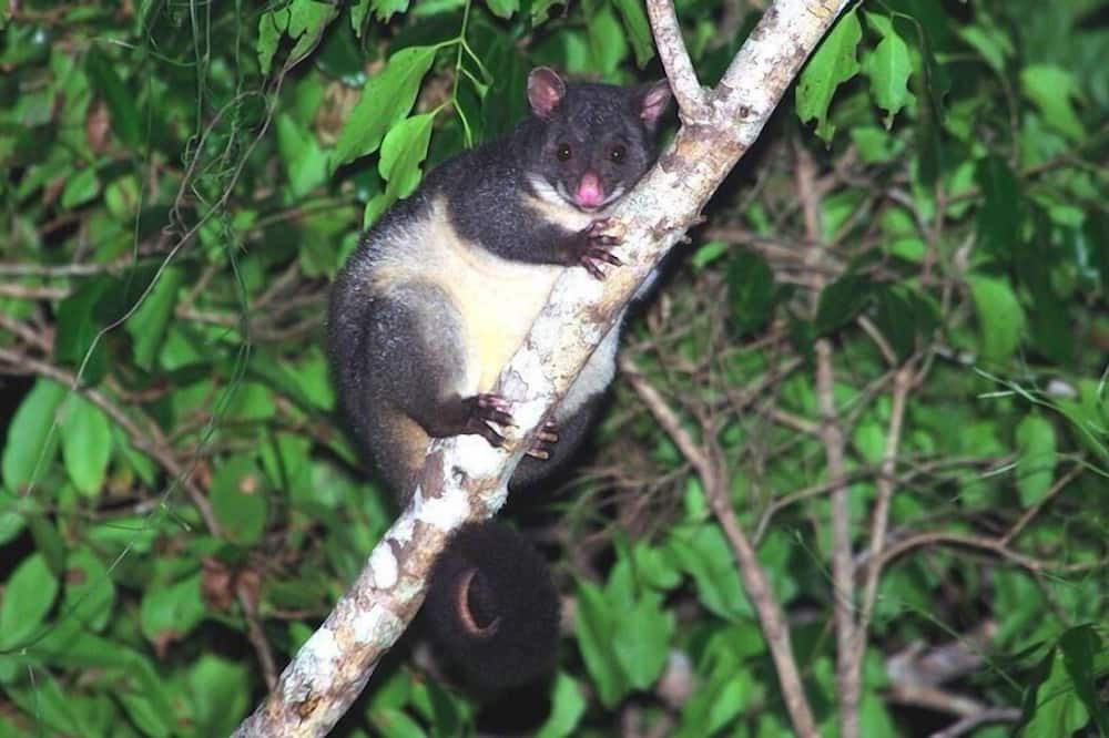 Photo of Others in Cooran