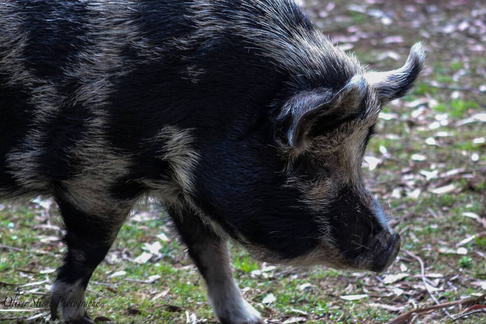 Photo of Others in Mount Tomah