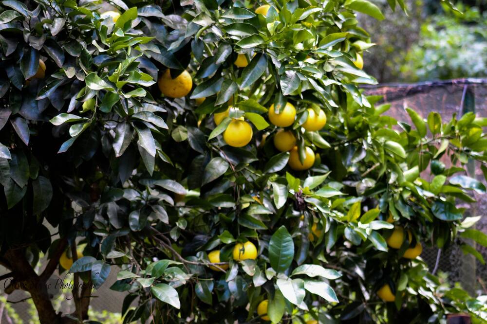 Photo of Others in Mount Tomah