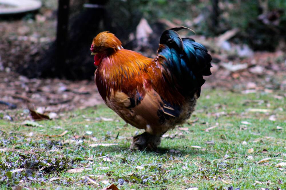 Photo of Others in Mount Tomah