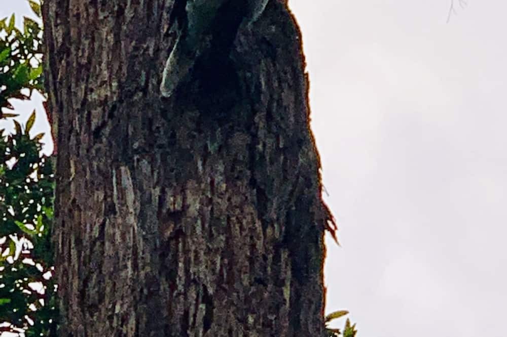 Photo of Outdoor in North Tamborine