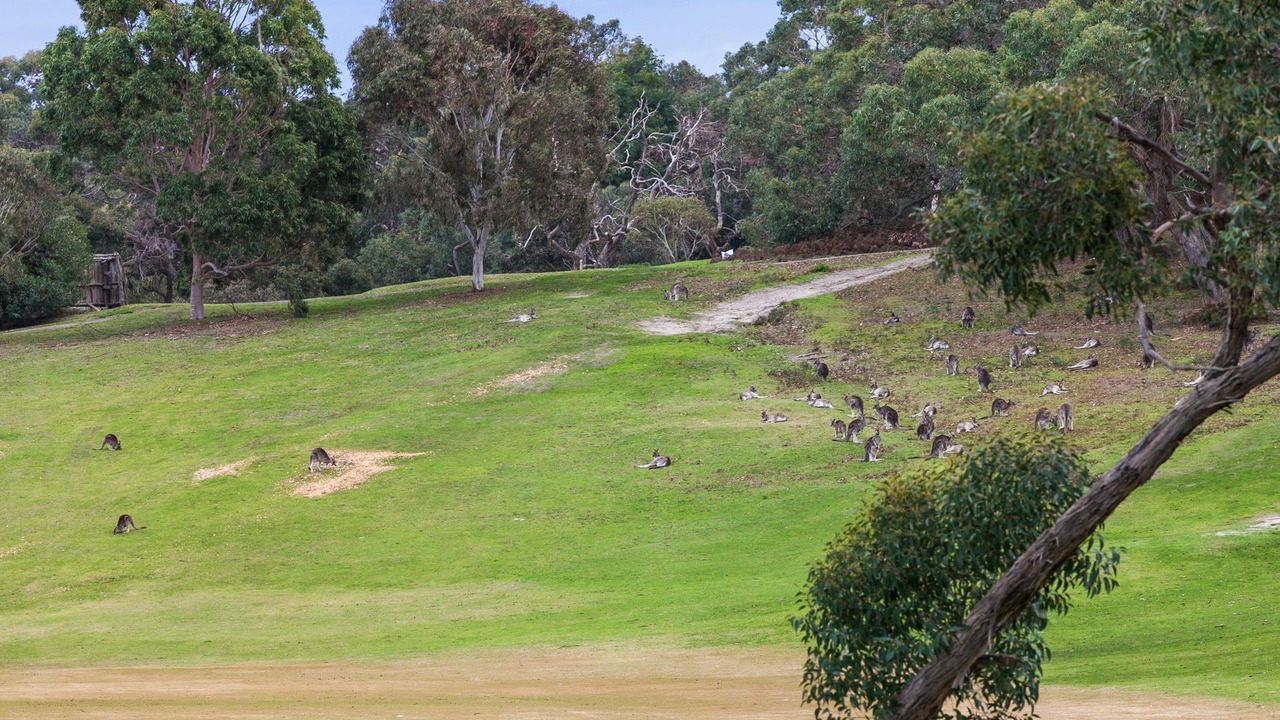 Photo of Others in Anglesea