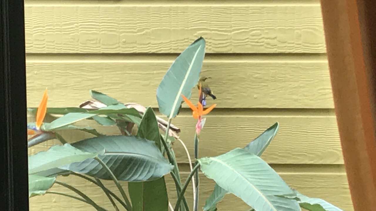 Photo of Outdoor in Yungaburra