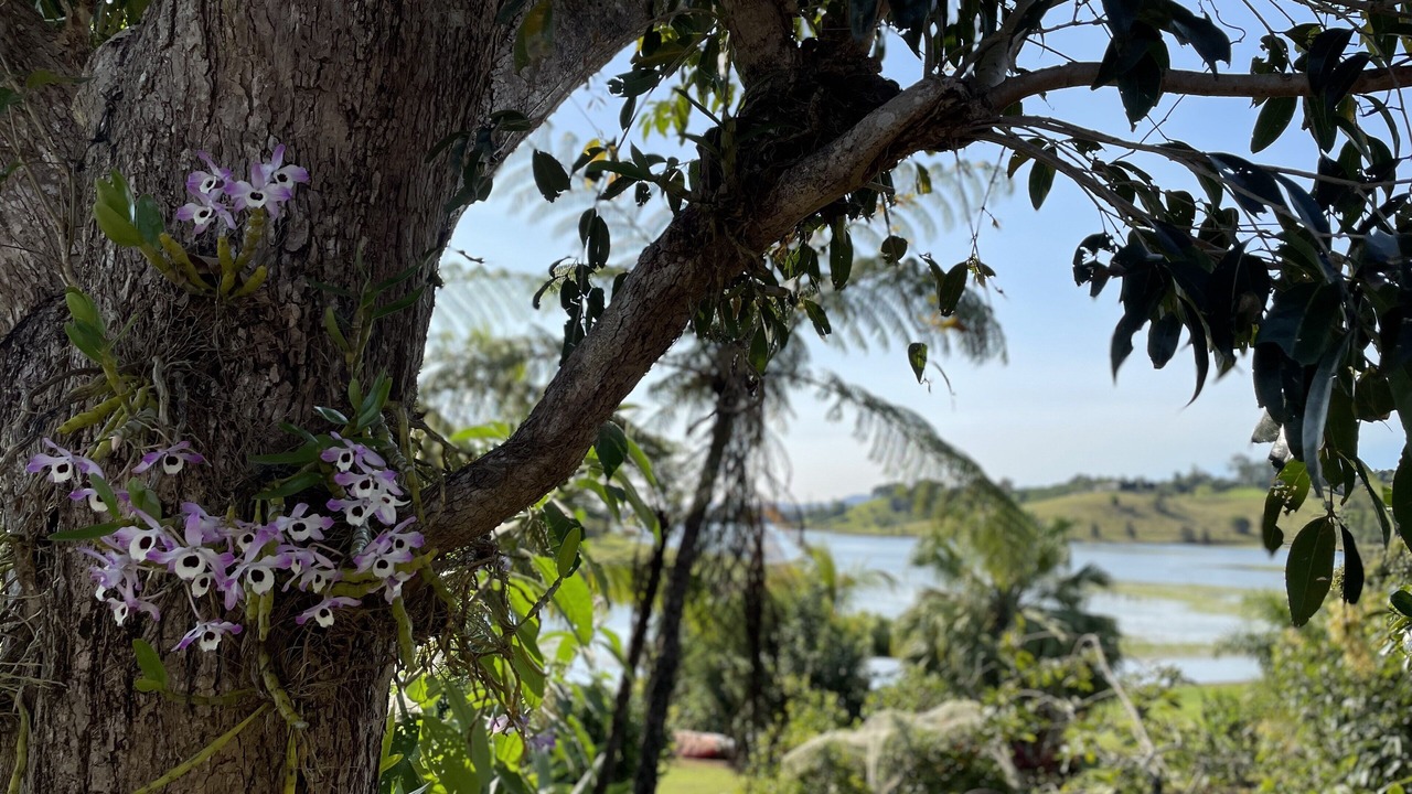 Photo of Outdoor in Yungaburra