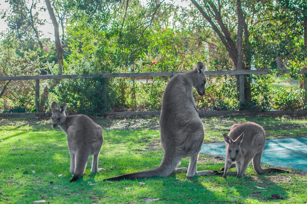 Photo of Outdoor in South Durras