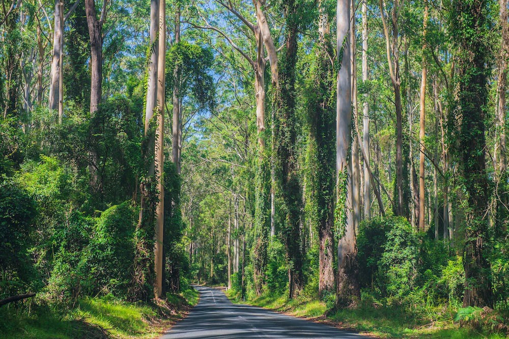 Photo of Others in South Durras