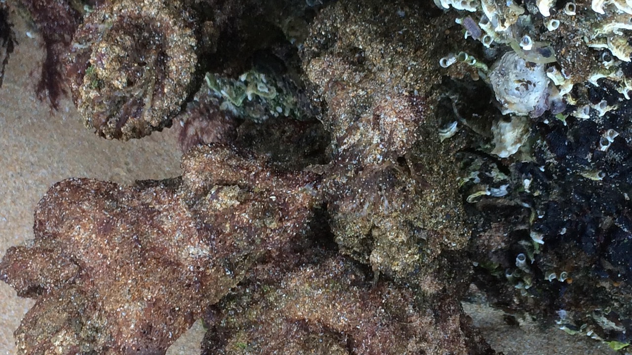 Photo of Outdoor in Great Mackerel Beach