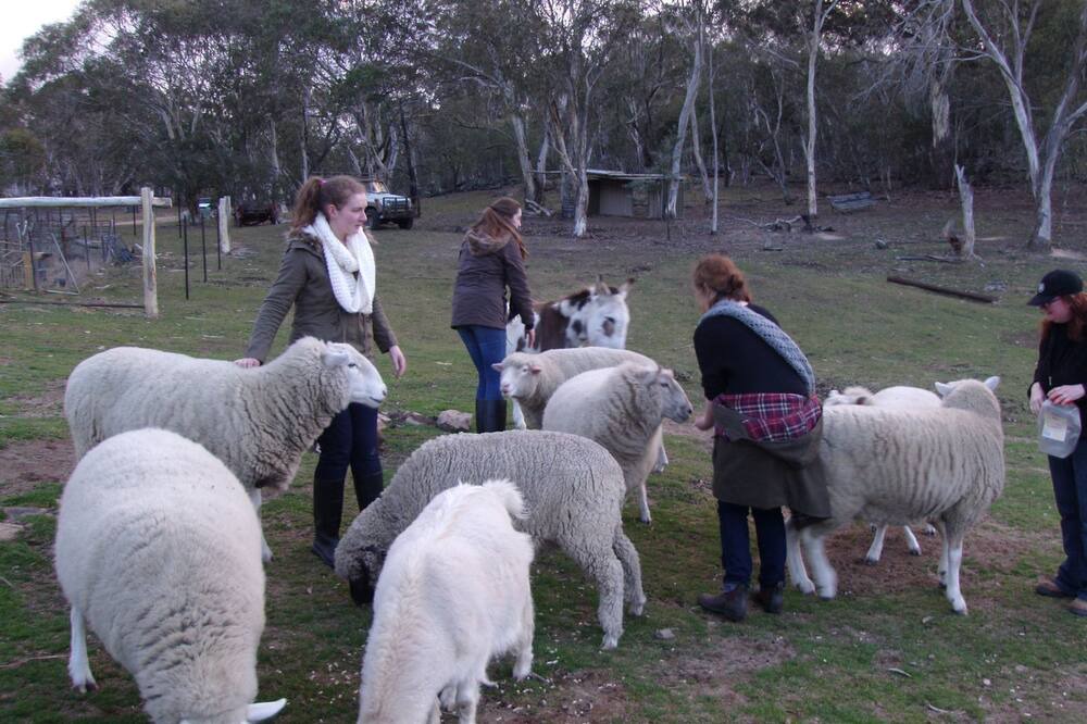 Photo of Others in Nimmitabel