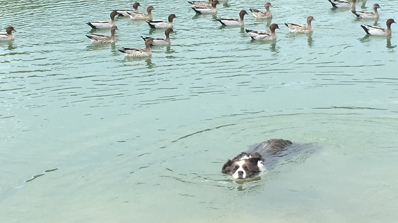 Photo of Others in South Durras