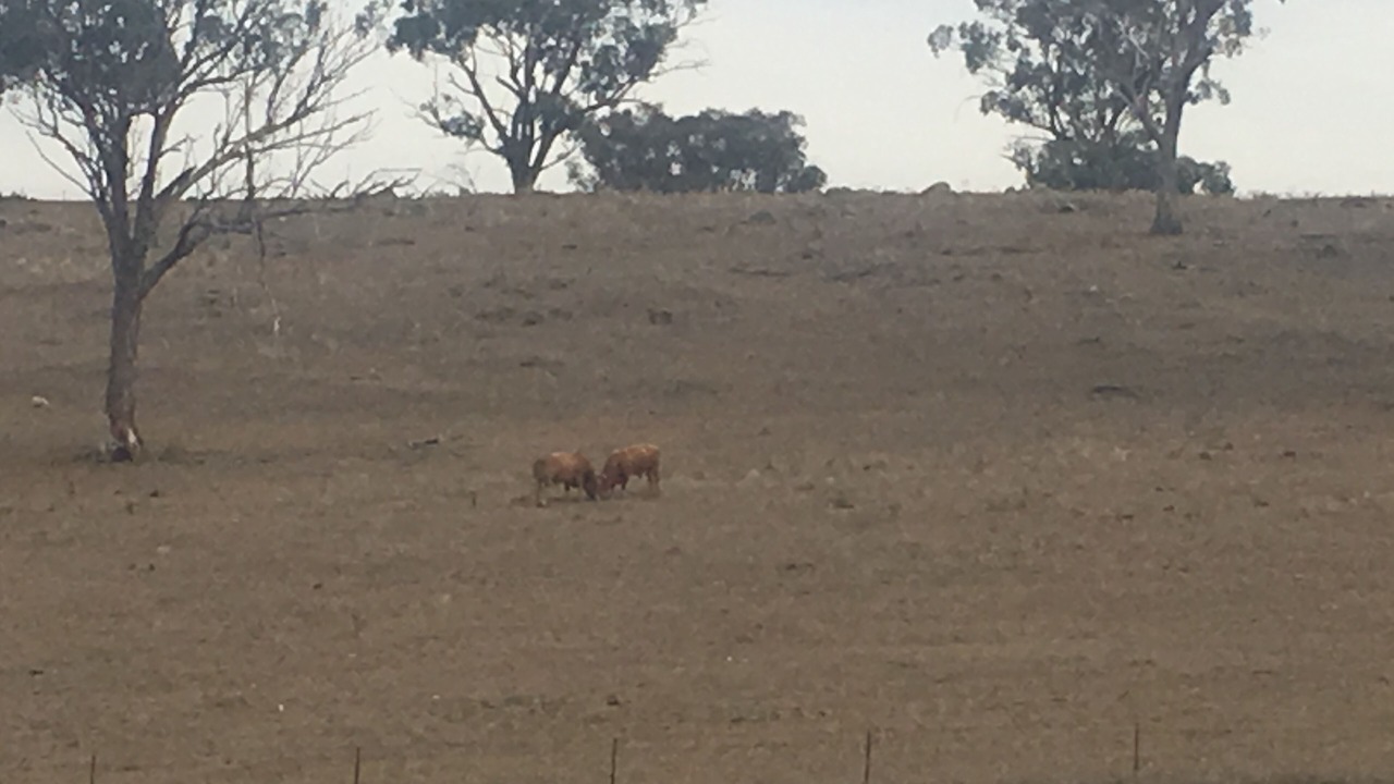 Photo of Others in Galambine