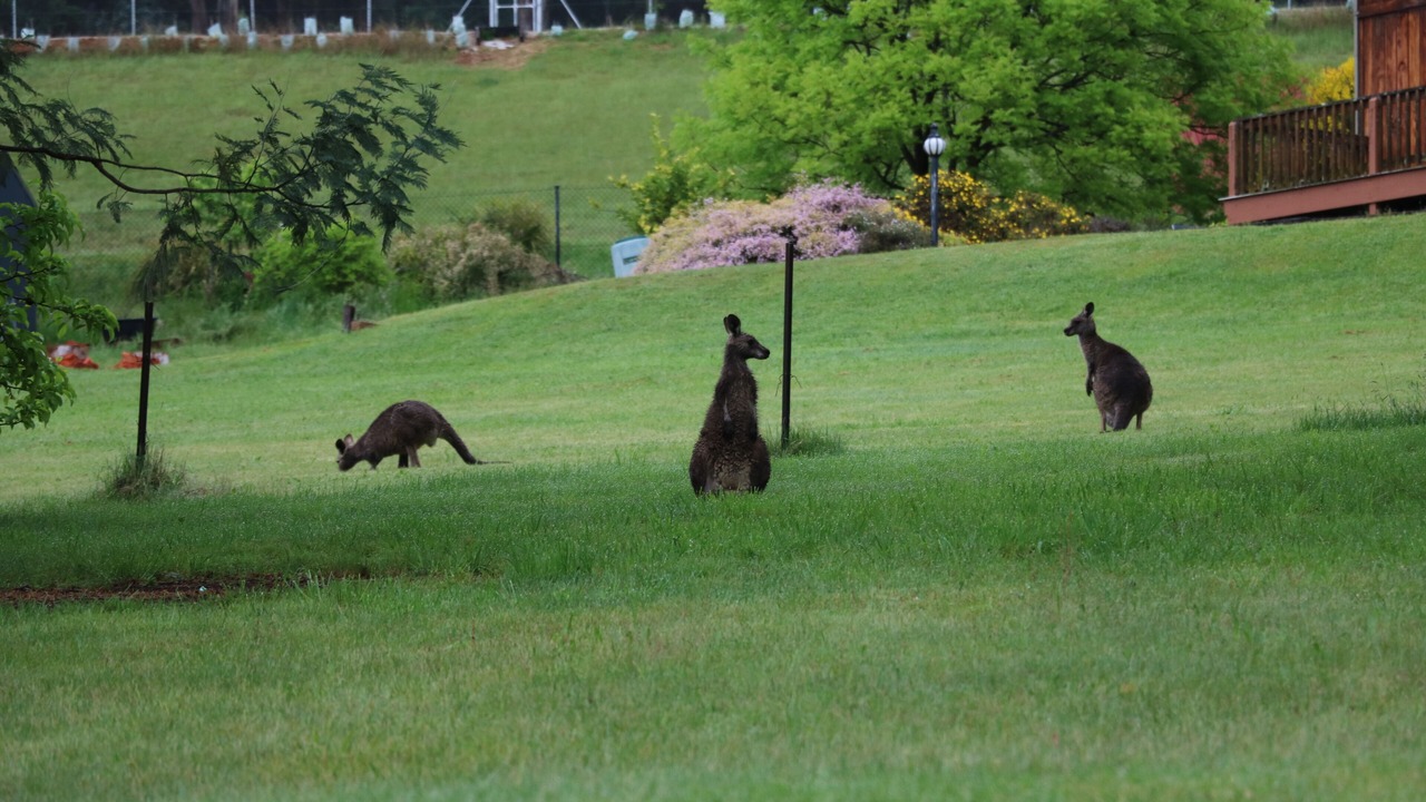 Photo of Outdoor in Tawonga South
