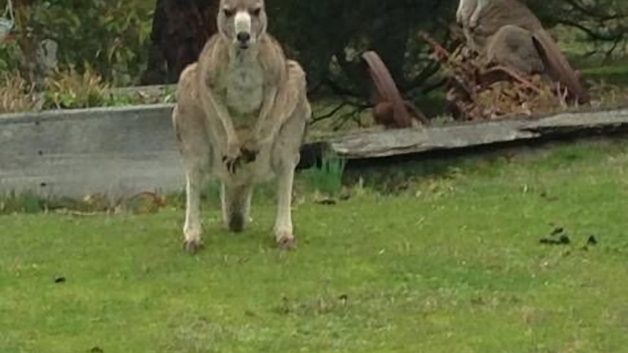 Photo of Outdoor in Mount Macedon
