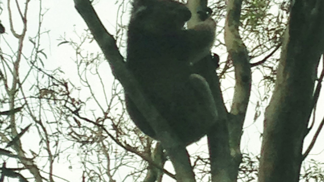 Photo of Outdoor in Mount Macedon