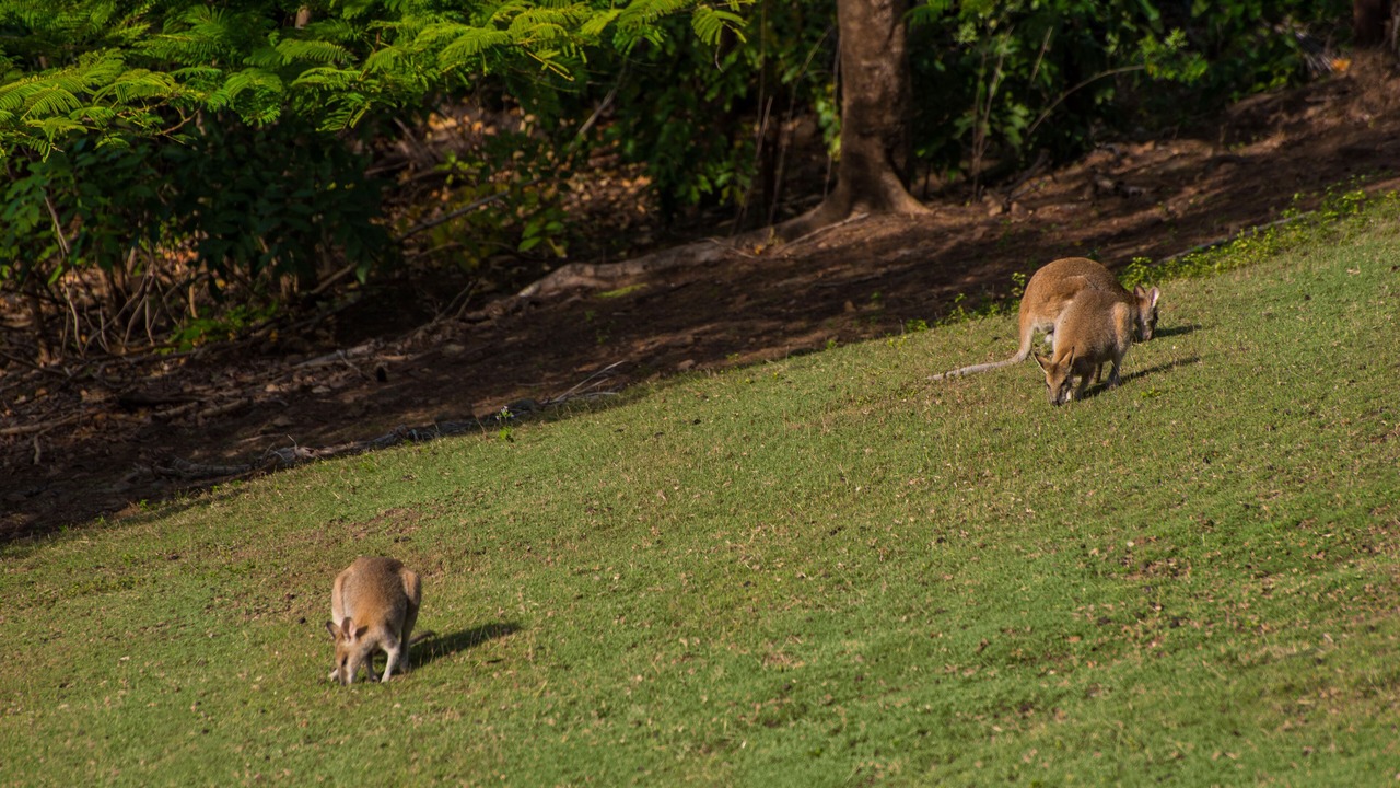 Photo of Outdoor in Hamilton Island