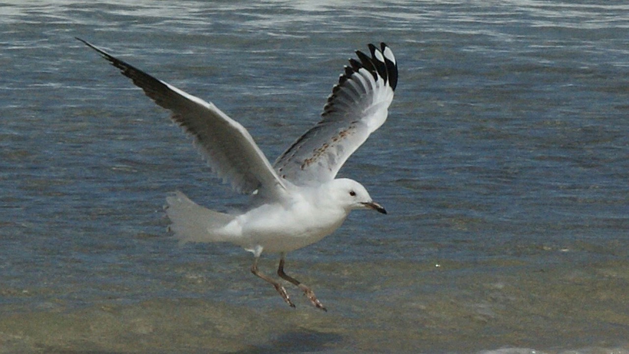 Photo of Others in Boat Harbour Beach