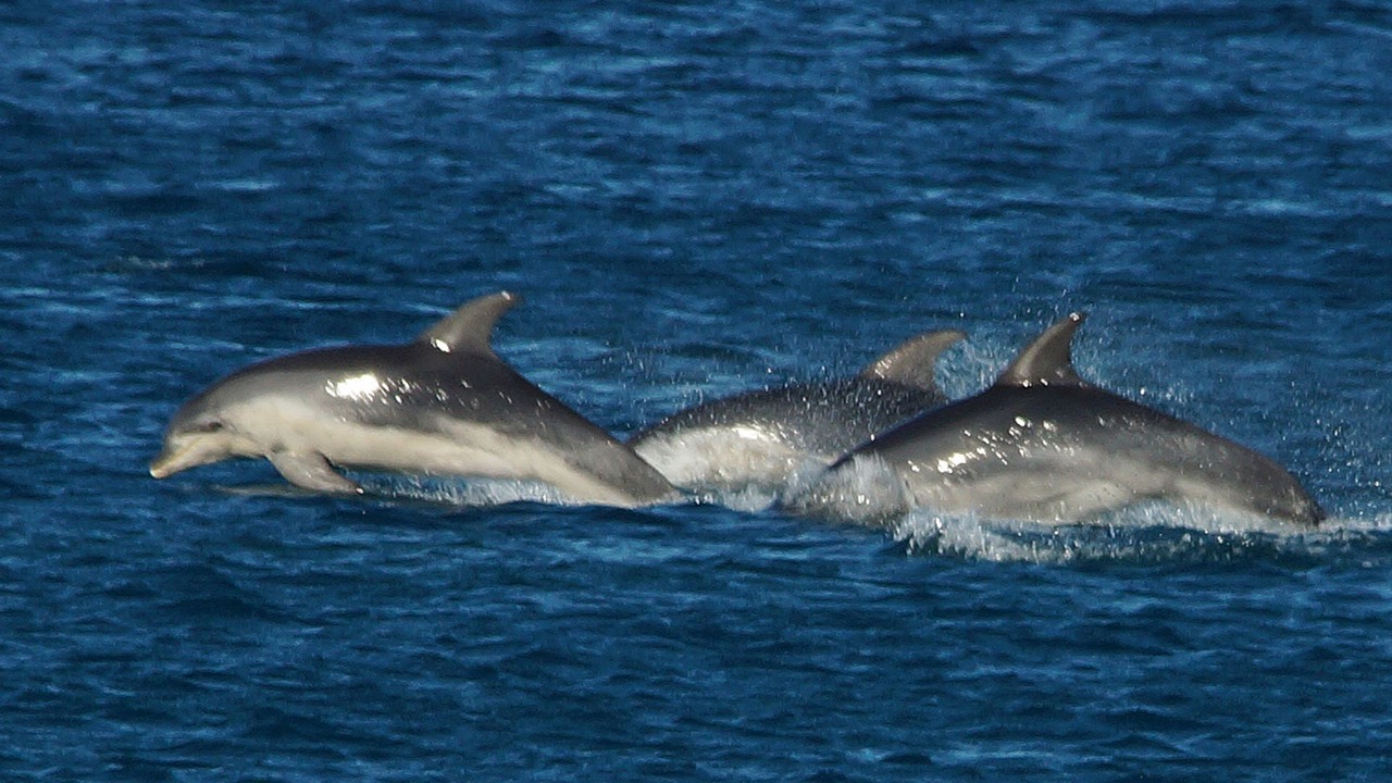 Photo of Others in Boat Harbour Beach