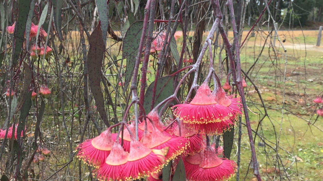 Photo of Outdoor in Nannup